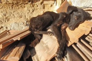 Starving Little Dog Sleeping On A Pile Of Tiles Makes The Sweetest Transformation