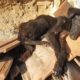 Starving Little Dog Sleeping On A Pile Of Tiles Makes The Sweetest Transformation