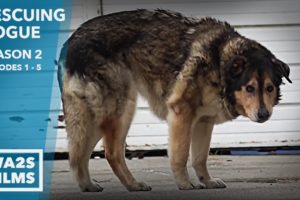 Stray Dogs Everywhere & Puppy House: Rescuing Rogue Season 2 Episode 1-5 Hope For Dogs Like My DoDo
