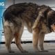 Stray Dogs Everywhere & Puppy House: Rescuing Rogue Season 2 Episode 1-5 Hope For Dogs Like My DoDo