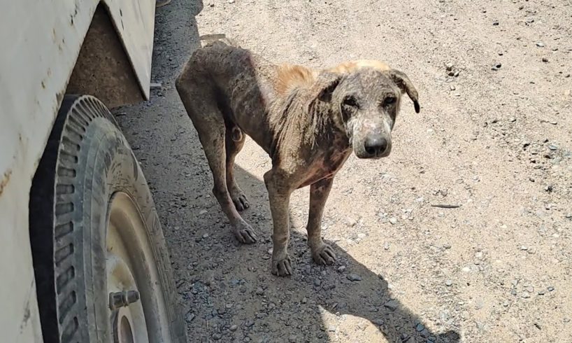 Suffering in pain, older dog with mange healed.
