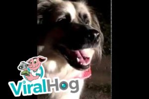 Sweet Dog Rescues Worms || ViralHog