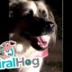 Sweet Dog Rescues Worms || ViralHog