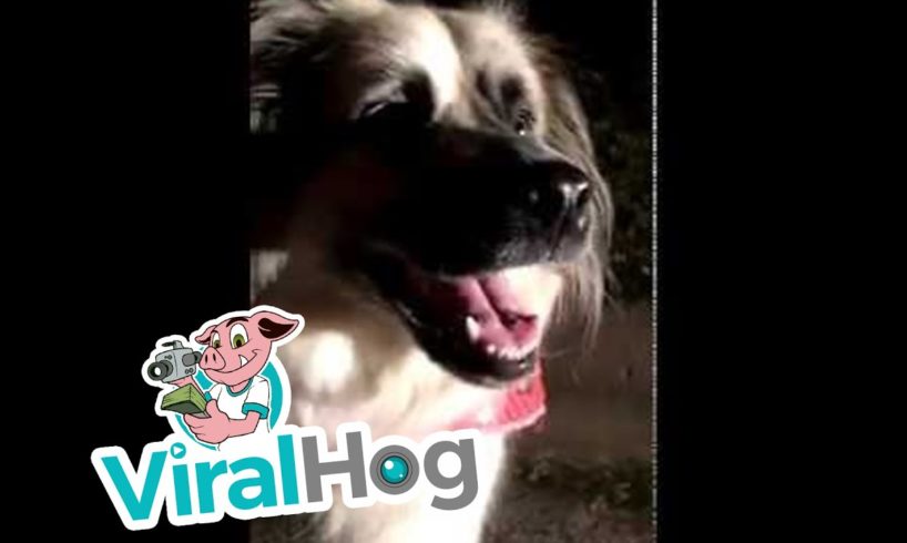 Sweet Dog Rescues Worms || ViralHog