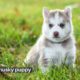 TOP 10 CUTEST puppies