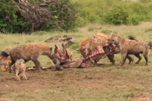 TOP 10 wild animals fight - fight to the death #4
