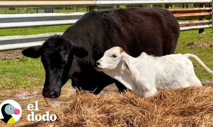 Ternero con un extraño síndrome descubre el significado de la amistad | El Dodo