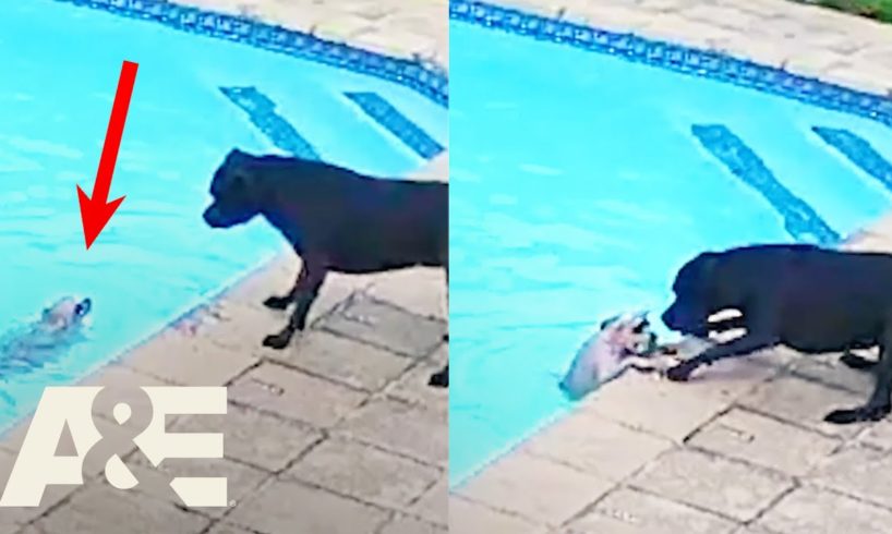 Terrier RESCUES Toy Pomeranian Nearly Drowning in the Pool | An Animal Saved My Life | A&E #shorts