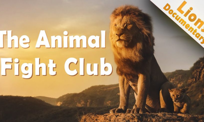 The Animal Fight Club  - Documentary Lions