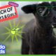 The Baddest Animals Who Ever Lived In The Whole World | 45 Minutes Of Bad Boys and Girls | Dodo Kids