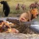 The Best Of Wild Animal Fights 2021 | Wild Discovery Animals | The Greatest Wild Animal Attacks