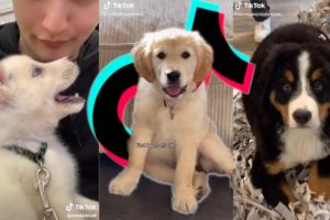 The Cutest Puppies On TikTok Compilation #3
