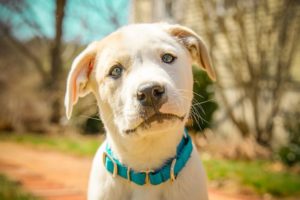 The Cutest Puppy Photoshoot!