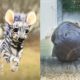 The Cutest Wild Baby Animals That Will Make You Go Aww