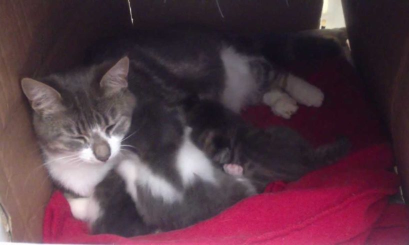 The Cutest kittens ever - Mimi and her babies