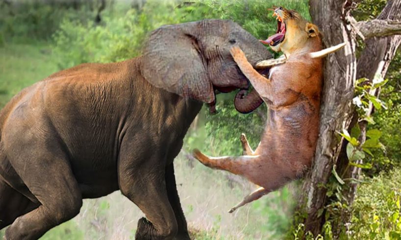 The Horrifying Scene When The Angry Giant Elephant Attacked Even Lion Had To Cry