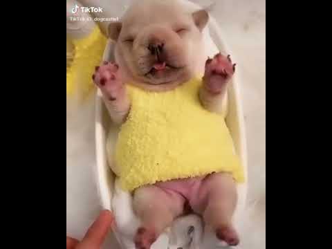 The cutest dogs in the world 63