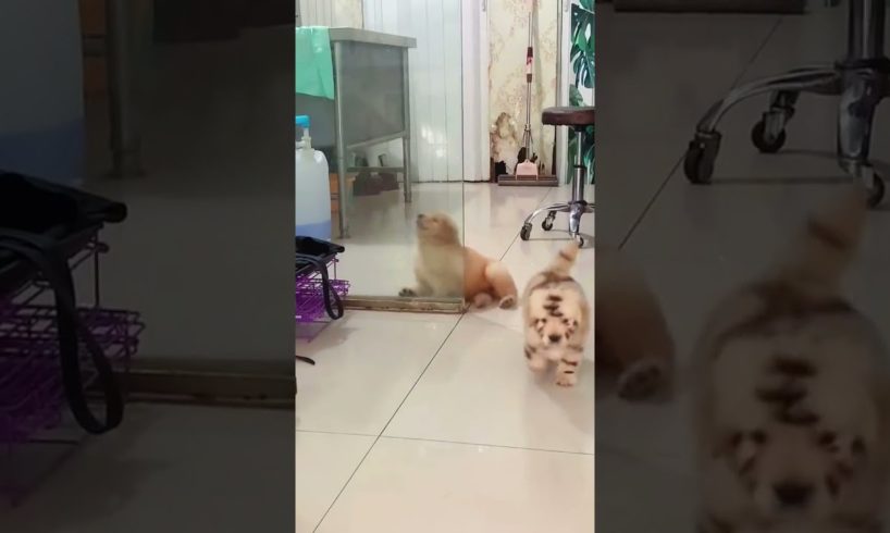 The cutest puppy collide in glass???? | #Shorts