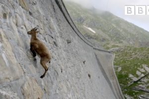 The incredible ibex defies gravity and climbs a dam | Forces of Nature with Brian Cox - BBC