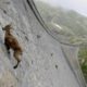 The incredible ibex defies gravity and climbs a dam | Forces of Nature with Brian Cox - BBC