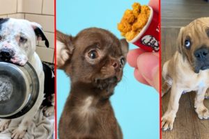 The most Amazing Dog Rescue Stories! 🐶