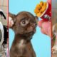 The most Amazing Dog Rescue Stories! 🐶