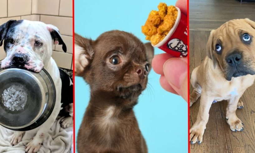 The most Amazing Dog Rescue Stories! ๐ถ