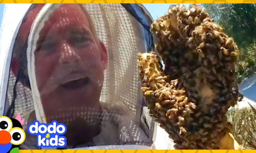 These Rescuers Love Getting Covered In...BEES! | Animal Videos | Dodo Kids