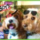These Two Dogs Are Partners In Crime…Or Are They? | Animal Videos For Kids | Dodo Kids