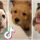 These might be the Cutest Dogs on TikTok ~ Doggos Doing Funny Things! ?