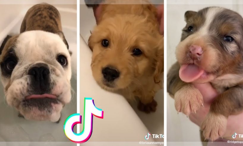These might be the Cutest Dogs on TikTok ~ Doggos Doing Funny Things! ?