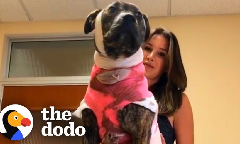This Is The Most Resilient Pittie In The World  | The Dodo Pittie Nation
