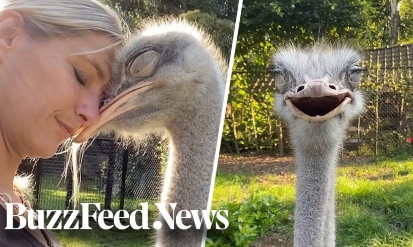 This Woman Rescues Ostriches