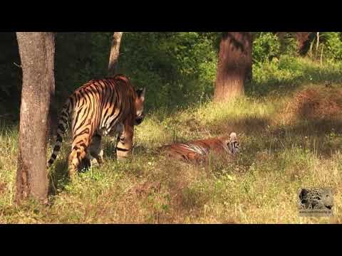 Tiger Animal Fight Club Scene l Animal Fight Club l Best lion Animal fight scene l Dangerous fight