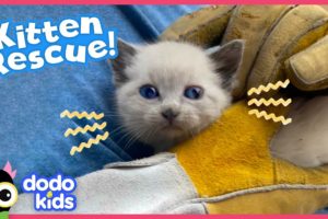 Tiny Kitten Rescued From Roof Loves Snoozing On Shoulders | Rescued! | Dodo Kids