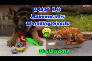 Top 10 Animals Being Sick - Animals Throwing Up Monkeys - Dogs and Cats + more animals