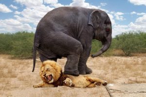 Top 10 Animals that Can KILL LIONS | Lion vs Elephant, Hippo, Hyena, Rhinoceros, Zebra, Crocodile