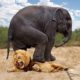Top 10 Animals that Can KILL LIONS | Lion vs Elephant, Hippo, Hyena, Rhinoceros, Zebra, Crocodile