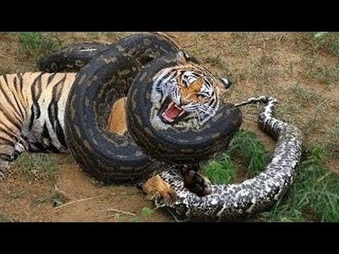 Top 10 Craziest Animal Fights Caught On Camera - Buffalo vs Lion, Cheetah, Hippo - Python Vs Tiger