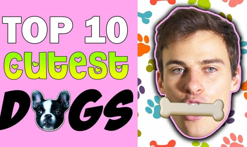 Top 10 Cutest Dogs