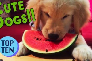 Top 10 Cutest Dogs of 2017