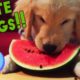 Top 10 Cutest Dogs of 2017