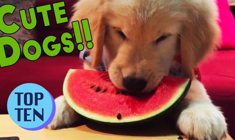 Top 10 Cutest Dogs of 2017