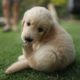 Top 10 Cutest puppies in the world #cutestpuppies #cutepuppies #shorts #top10cutestpuppies