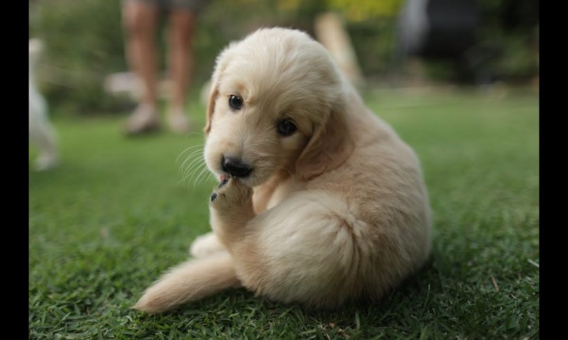 Top 10 Cutest puppies in the world #cutestpuppies #cutepuppies #shorts #top10cutestpuppies