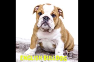 👆Top 10 🐶Dog Breeds That Have 😍Cutest Puppies| #puppies #puppybreeds #cutedogs #shorts