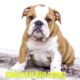 👆Top 10 🐶Dog Breeds That Have 😍Cutest Puppies| #puppies #puppybreeds #cutedogs #shorts