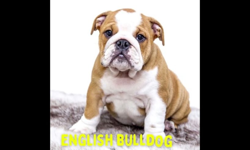👆Top 10 🐶Dog Breeds That Have 😍Cutest Puppies| #puppies #puppybreeds #cutedogs #shorts