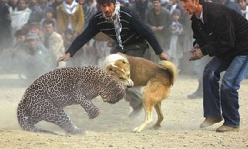 Top 10 EXTREME CRAZY ANIMAL FIGHTS 2018