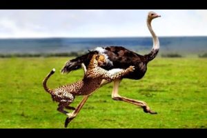 Top 10 Extreme Animal Fights & Attacks
